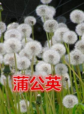蒲公英种子 四季 多年生婆婆丁大叶蒲公英种子野生 四季 食用