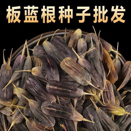 散装板蓝根种子苗材大青叶种籽500g四季种植清热植物种孑