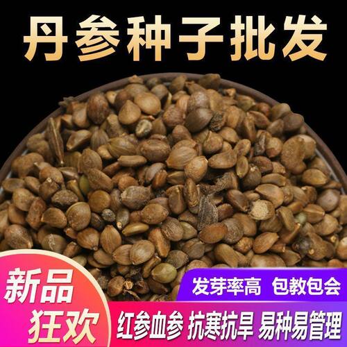 苗新种子材红花种籽四季种植苗红血参种孑