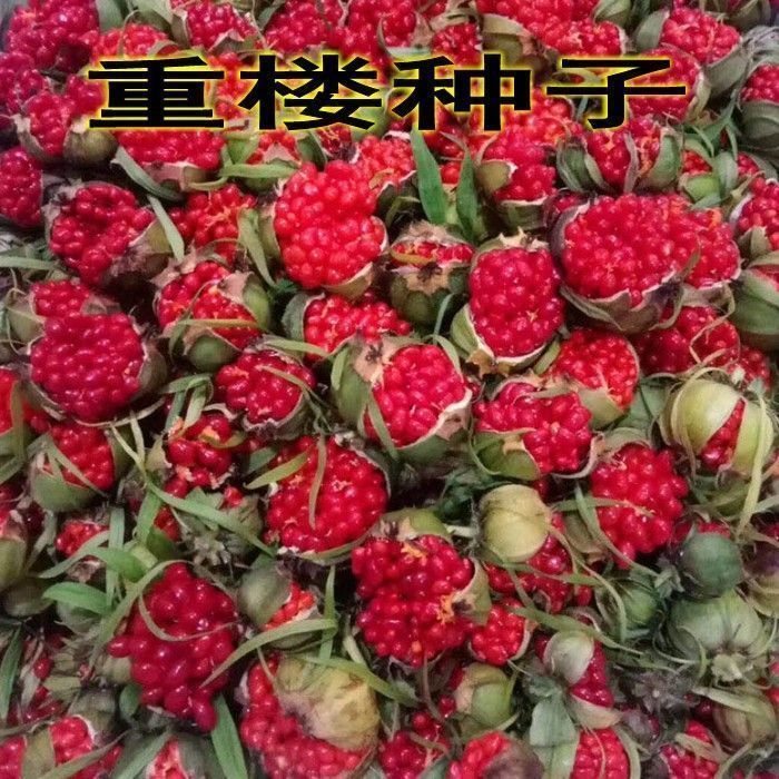 药材种子重楼种子 云南滇重楼七叶一枝花独脚莲种苗籽包邮图片