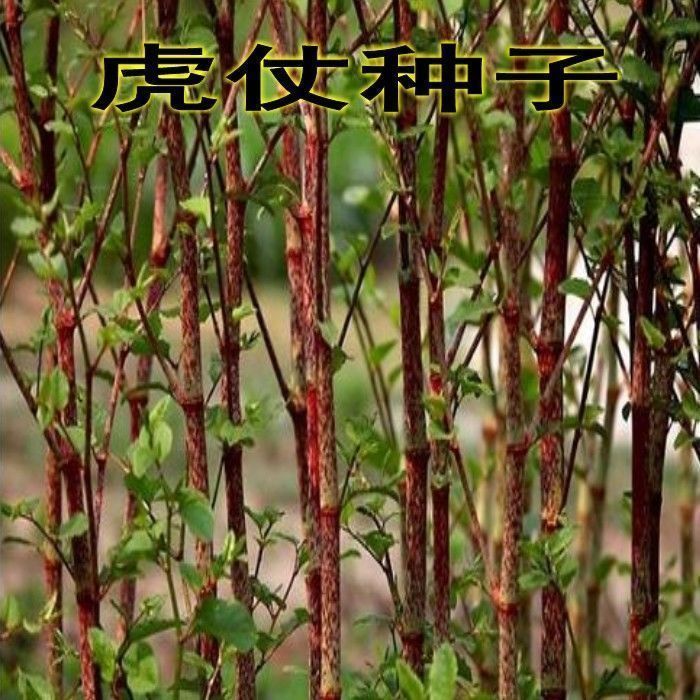 名贵中药材种子 虎杖净种子 野生虎杖种子 大接骨 熊黄连种子包邮