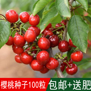 溢芳种业出售林木种子大青叶山樱桃种子樱桃种子樱花种子四季可播