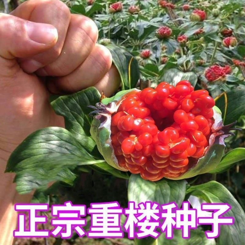 重楼种子独角莲种子七叶一枝花种子铁灯台籽种苗药材种子四季播种图片