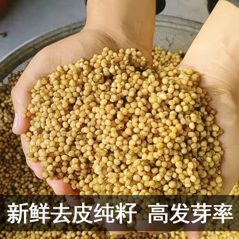 云南黄精种子多花黄精种子不倒苗黄精种子老虎姜种子节节高图片