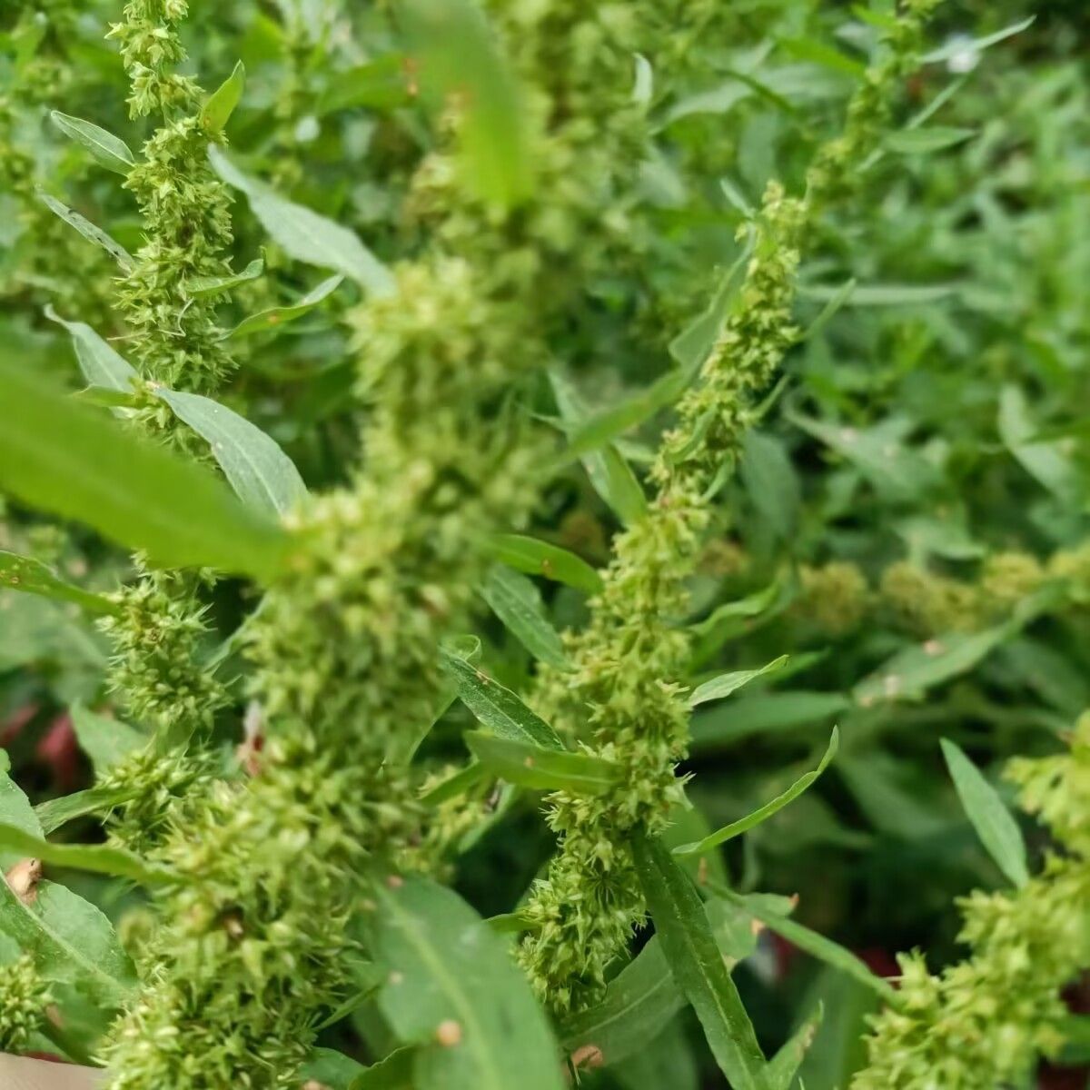 戟叶酸模种子茎多分枝老技木质叶簇生生长海拔高或沟谷种籽