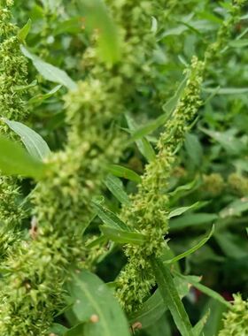 戟叶酸模种子茎多分枝老技木质叶簇生生长海拔高或沟谷种籽