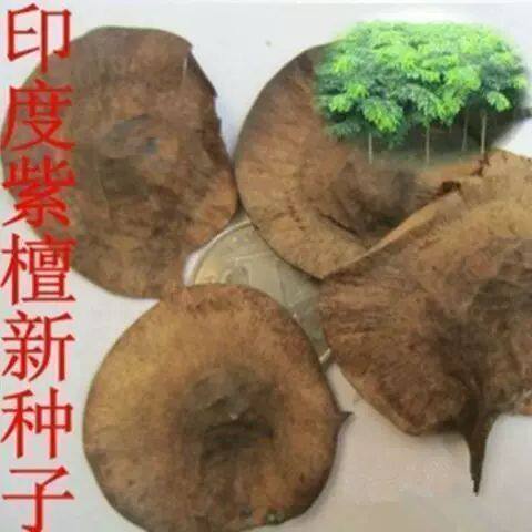 大量新采种子 小叶种子 檀香树种子 海南种子 包邮