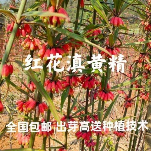 云南黄精种子滇黄精种子姜型红花黄精种子种苗包出芽送技术图片