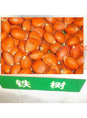 铁树种子 新采铁树种子 苏铁种子 阳台庭院盆种常绿植物 古树品种