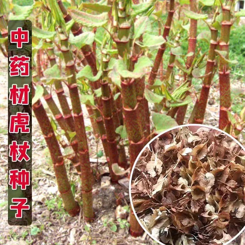 虎杖种子酸筒杆花斑竹酸汤梗斑杖根黄地榆酸滋杆地金龙中药材种籽图片