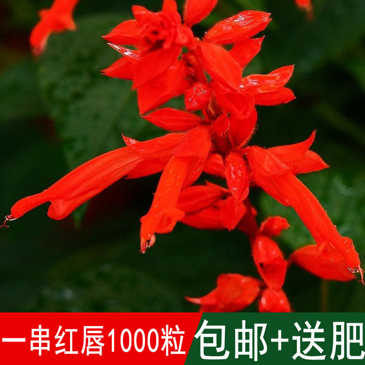 红花鼠尾草种子一串红唇一串蓝唇朱唇花种子包邮工程绿化种子公司
