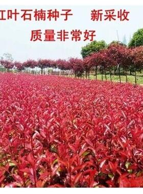 当年新采摘红叶石楠种子红罗宾石楠种子绿化苗木种子