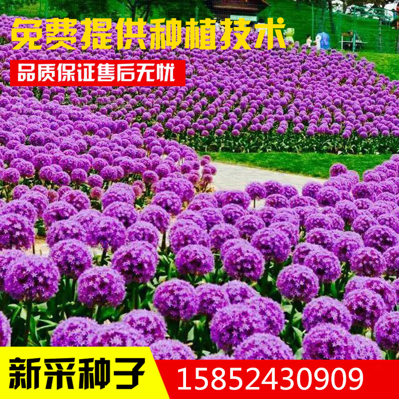 大花葱种子包邮四季开花易种植花卉绿植庭院盆栽花园花海植物花籽