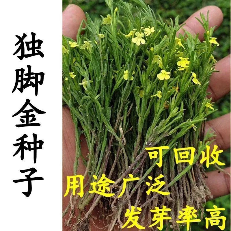 独脚金种子 矮脚独脚疳积草种子小叶独脚药材种子 短草独角金种籽