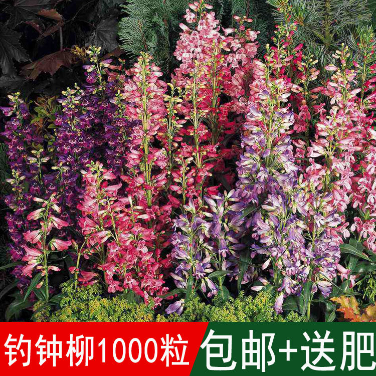 景观花卉花海花籽钓钟柳种子象牙红混色四季开花室内外易活包邮