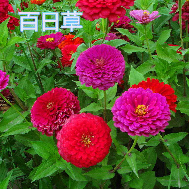重瓣满天星易活开花不断百日草图片