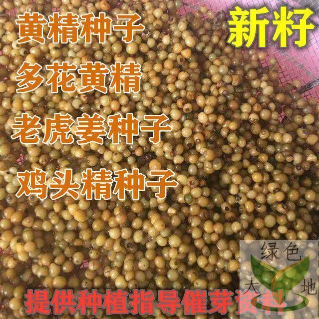 药材黄精种子多花鸡头玉竹种子爪子参黄鸡菜老虎姜黄鸡菜种籽图片