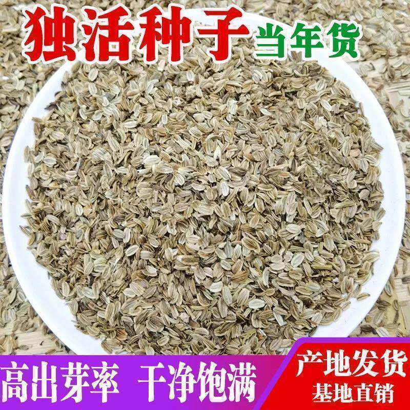 独活种子散装野生岷县独活种籽中药材种植苗苦参党参种孑