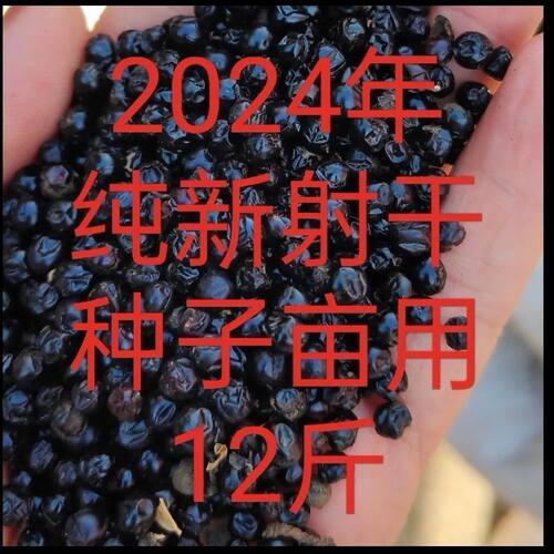 新产射干种子中药材种子射干籽射干花种籽四季可播种可做花卉观赏