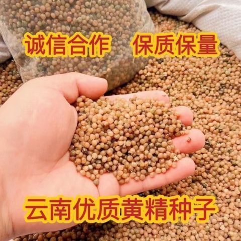 云南黄精种子多花黄精种子不倒苗黄精种子老虎姜种子节节高图片