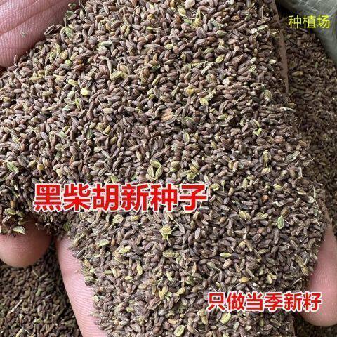 柴胡种子北柴胡种子黄柴胡种子两年多年生柴胡籽材黑柴胡种子