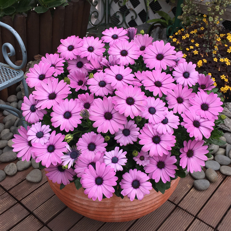 玛格丽特易活室内阳台盆栽雏菊花图片