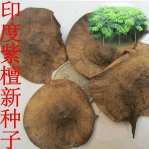 大量新采种子 小叶紫檀种子 檀香树种子 海南紫檀种子 包邮