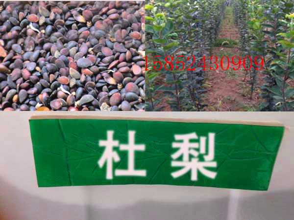 海棠嫁接品种砧木杜梨