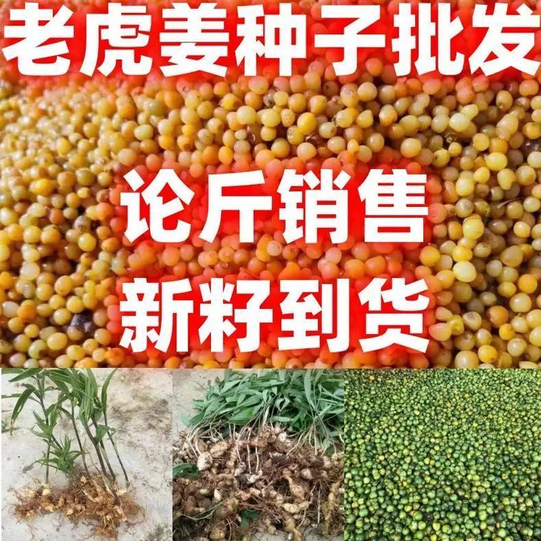 包邮论斤卖黄精药材老虎姜种子老虎姜种子黄精种子中药材种子图片
