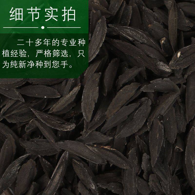出售毛知母种子地参子销售各种药材种子2022年知母籽散装种子包邮