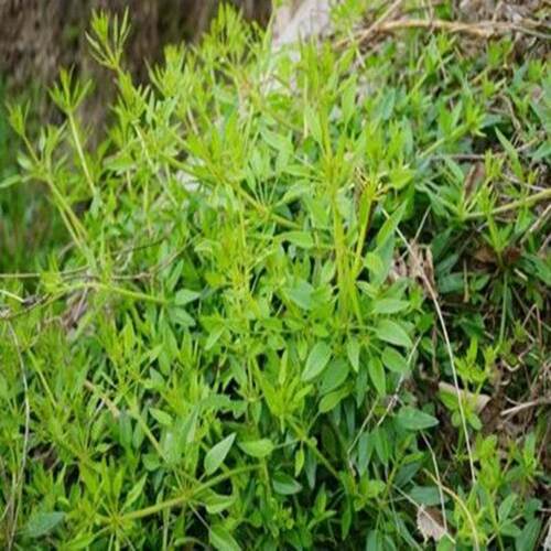 茜草种子东北风车草中草药野生新奇爬藤植物阳台盆栽四季简单易活