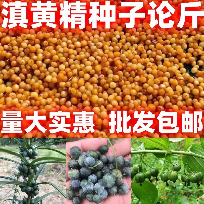 中药材种子黄精种子包邮论斤卖药材滇黄精种籽滇黄精种子图片