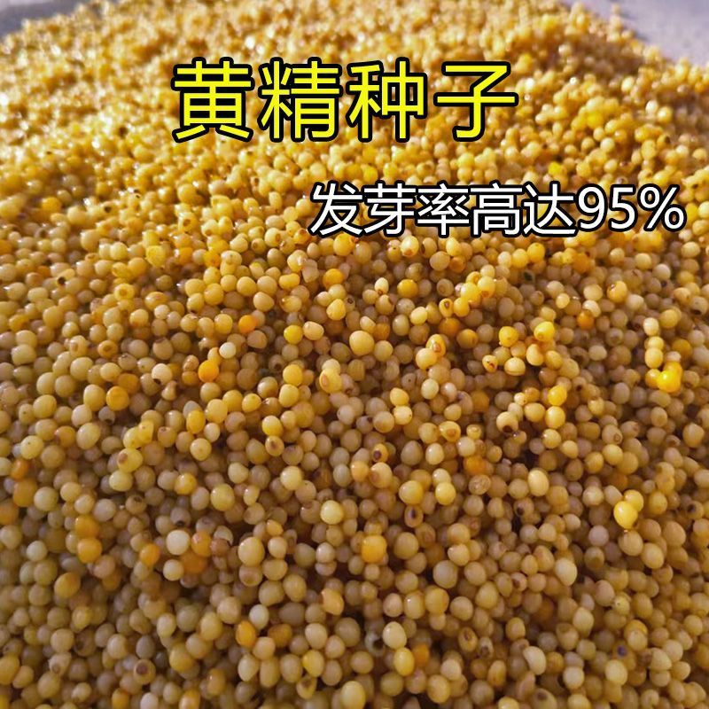 2024新黄精种子老虎姜鸡头新鲜滇黄精多花姜型不倒苗黄精种籽药材图片