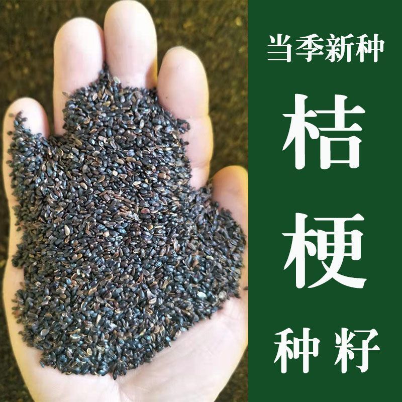 桔梗种子桔梗籽新产优质散装中药材桔梗花种子四季播种中药材种子图片
