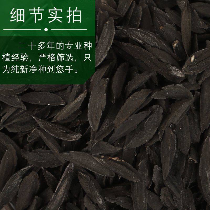 出售毛知母种子地参子销售各种药材种子2021年知母籽散装种子包邮