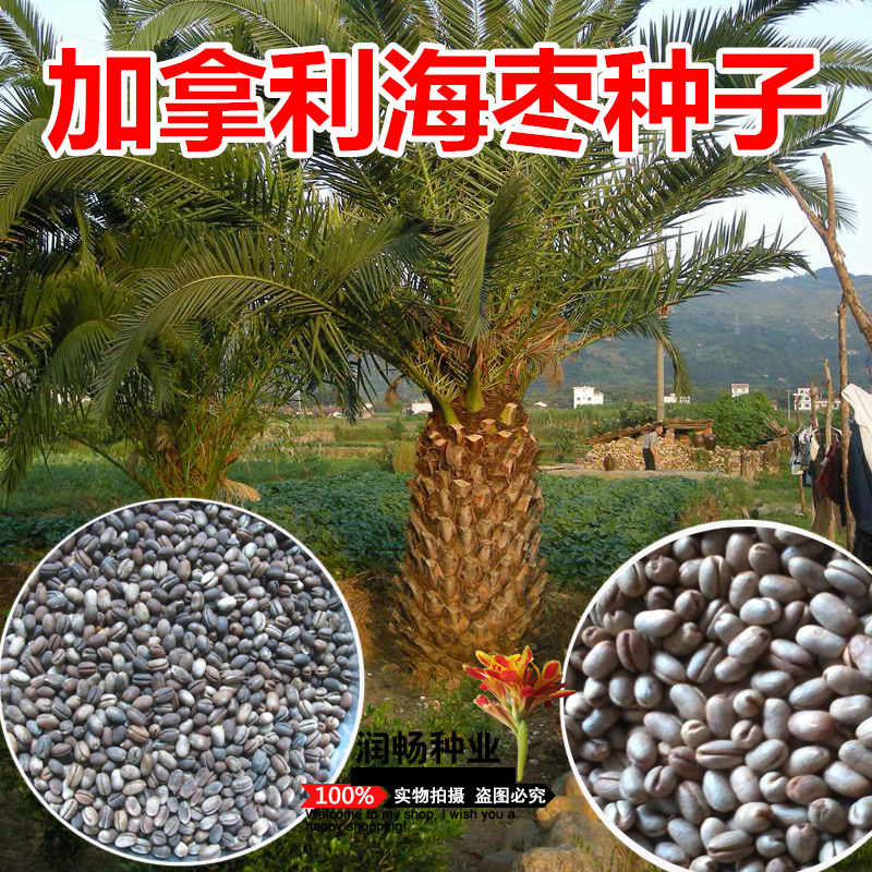 景观绿化树木种子