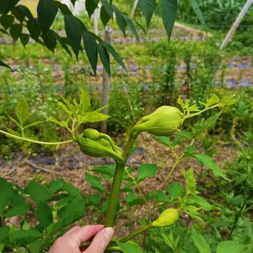 药材独活种籽中药材种子包邮论斤卖田园庭院种植独活种子