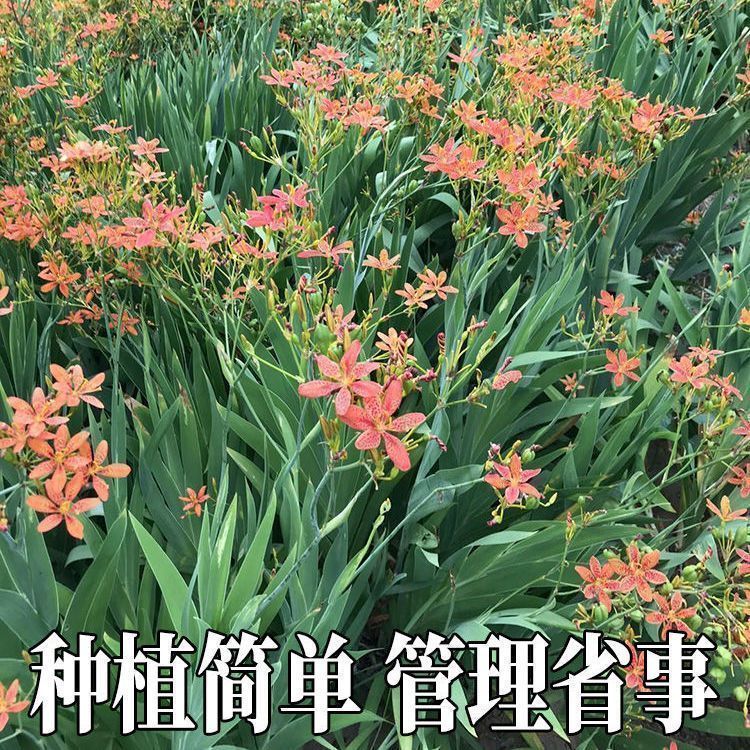 新子到货射干籽射干花种子论斤射干种籽射干种子四季可种可做花卉