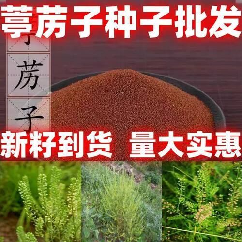 葶苈子种子原生亭历子剪子股丁历子雀儿不食材一年生草本植物