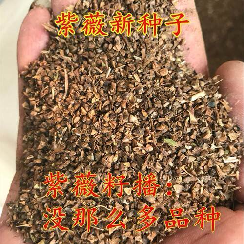 新采紫薇种子 百日红速生红花紫薇花树苗种子工程用园林种子 包邮