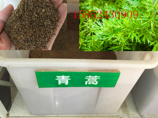 散装出售 黄花蒿 青蒿种子 香蒿种子 草蒿 廪蒿 茵陈蒿 苹蒿种子