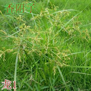香附子种子 莎草/雷公头种子 四季可播中药材 地沟草/山芽草 包邮