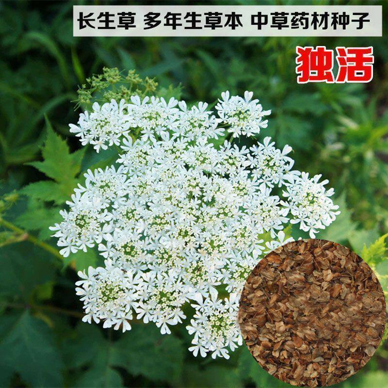 新鲜独活种子散装野生岷县独活种籽材种植苗苦参种孑