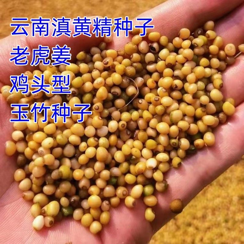 云南滇黄精种子多花姜型老虎姜新鲜净籽鸡头高杆不倒苗中药材玉竹图片