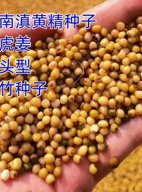 云南滇黄精种子多花姜型老虎姜新鲜净籽鸡头高杆不倒苗中药材玉竹