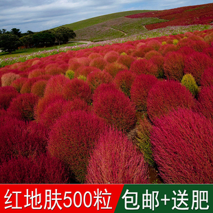 溢芳种业出售花海专用草籽红地肤种子绿地肤扫帚苗观赏效果好