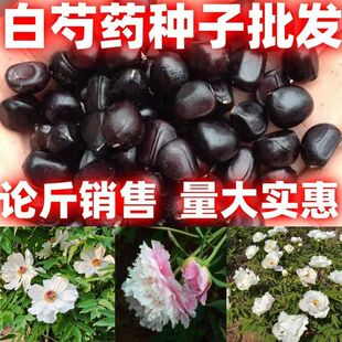 散装包邮论斤卖药材种籽材种籽观赏白芍药种子白芍药种籽