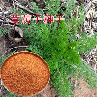 野生葶苈籽 新货独行菜 材种子 娘蒿种籽 停力 麦蒿种孑