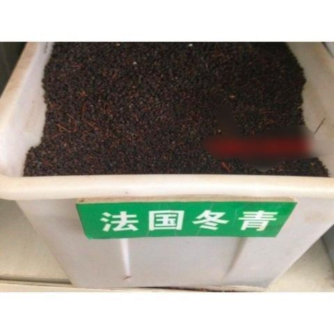 法国冬青种子 冬青种子 冬青卫矛种子 红果冬青 冬青树种子包邮