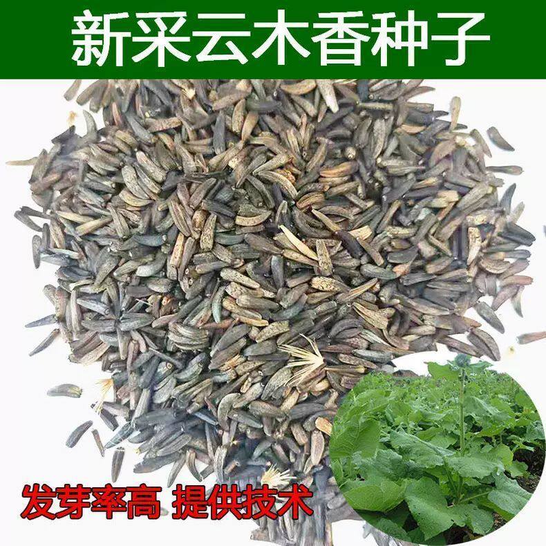 正宗云木香种子广木香青木香种籽当年采摘中药材农业种植南木香籽